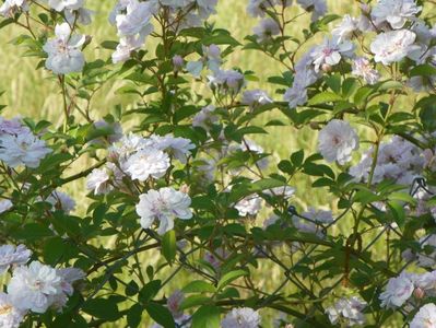 Pauls Himalayan Musk