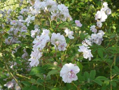 Pauls Himalayan Musk