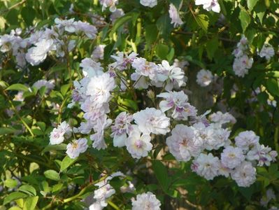 Pauls Himalayan Musk