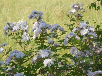 Pauls Himalayan Musk