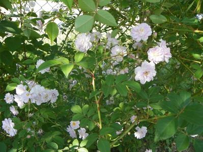 Paul's Himalayan Musk