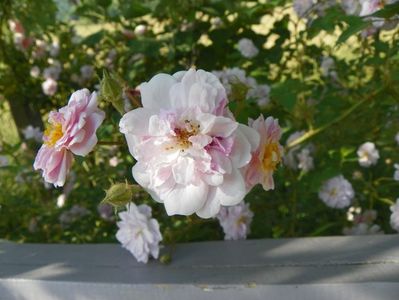 Paul's Himalayan Musk