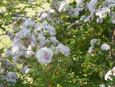 Paul's Himalayan Musk