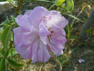 rosa damascena