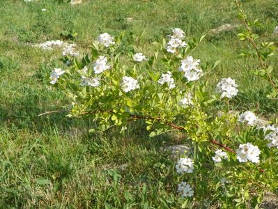 rosa multiflora