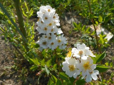 rosa multiflora