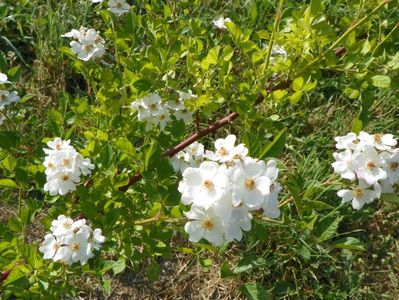 rosa multiflora