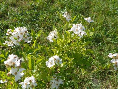 rosa multiflora