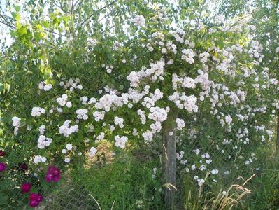 Paul's Himalayan Musk