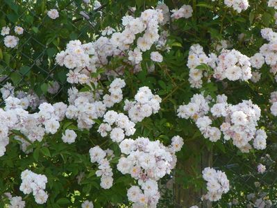 Paul's Himalayan Musk