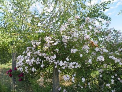 Paul's Himalayan Musk