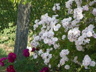 Paul's Himalayan Musk si Gipsy Boy