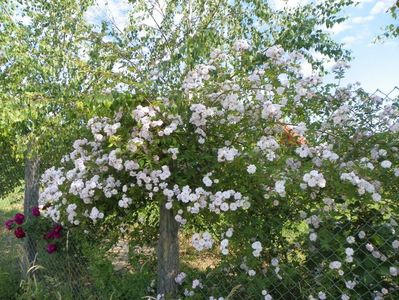 Paul's Himalayan Musk