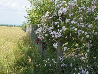 Paul's Himalayan Musk