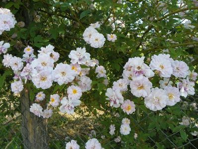 Paul's Himalayan Musk