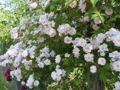 Paul's Himalayan Musk