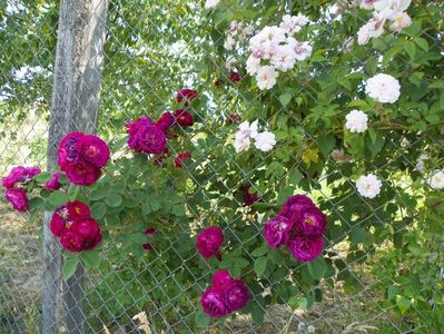 Paul's Himalayan Musk si Gipsy Boy