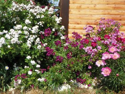 Perennial Blush, Violette, Lavender Dream, Red Ballerina