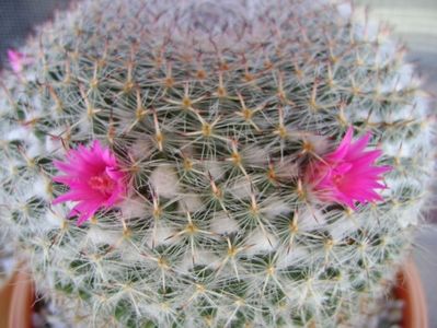 Mammillaria hahniana