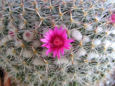 Mammillaria hahniana