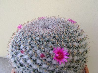 Mammillaria hahniana