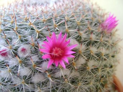 Mammillaria hahniana