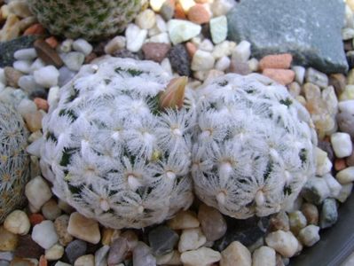 Mammillaria duwei