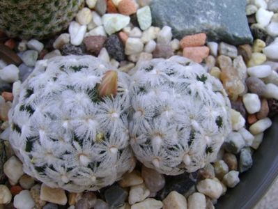 Mammillaria duwei