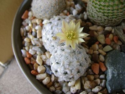 Mammillaria duwei