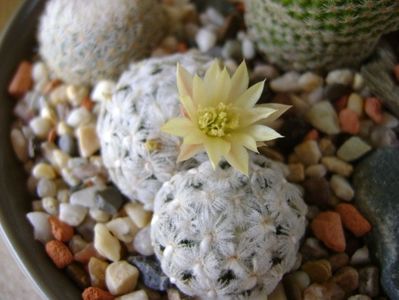 Mammillaria duwei