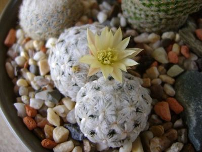 Mammillaria duwei