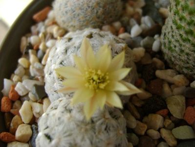 Mammillaria duwei