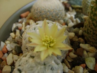 Mammillaria duwei