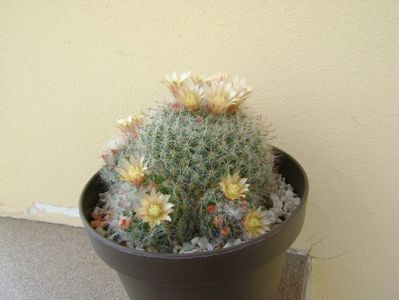 Mammillaria bocasana