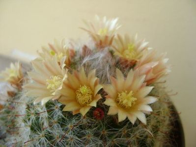 Mammillaria bocasana