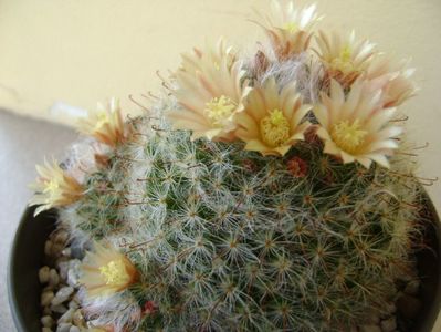 Mammillaria bocasana