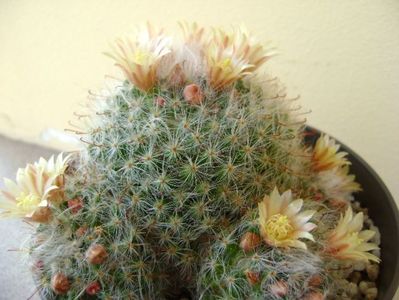 Mammillaria bocasana