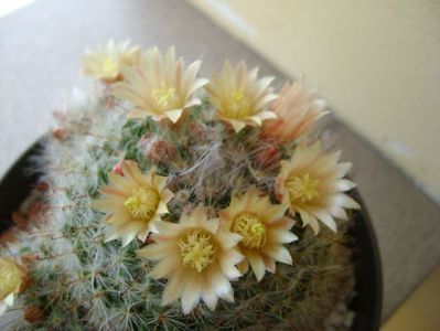 Mammillaria bocasana