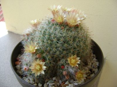 Mammillaria bocasana