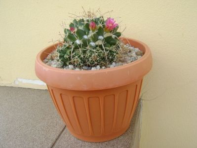 Mammillaria compressa; replantata
