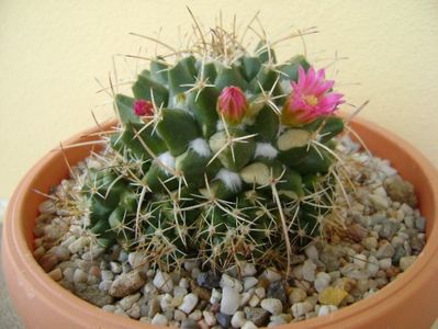 Mammillaria compressa; replantata
