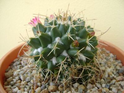 Mammillaria compressa; replantata
