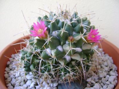 Mammillaria compressa; replantata
