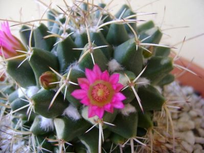 Mammillaria compressa; replantata
