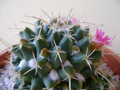 Mammillaria compressa; replantata
