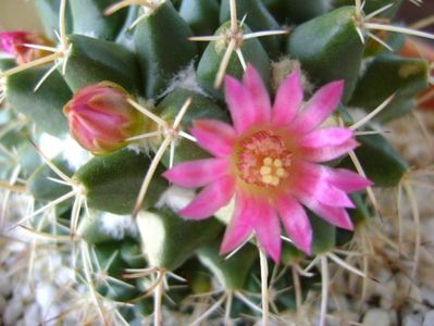 Mammillaria compressa; replantata
