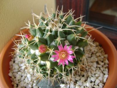 Mammillaria compressa; replantata
