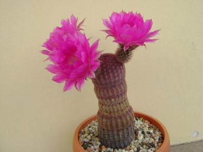 Echinocereus rigidissimus v. rubrispinus