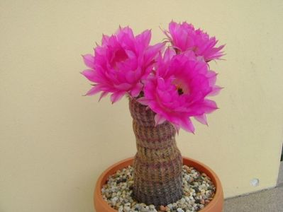 Echinocereus rigidissimus v. rubrispinus