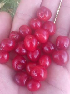 Cirese salbatice; Ciresii salbatici au fructele de mai multe feluri.Acesta este un cires rosu.Sunt negre,galbui,rosii,etc.Difera culoarea de fiecare soi in parte.
